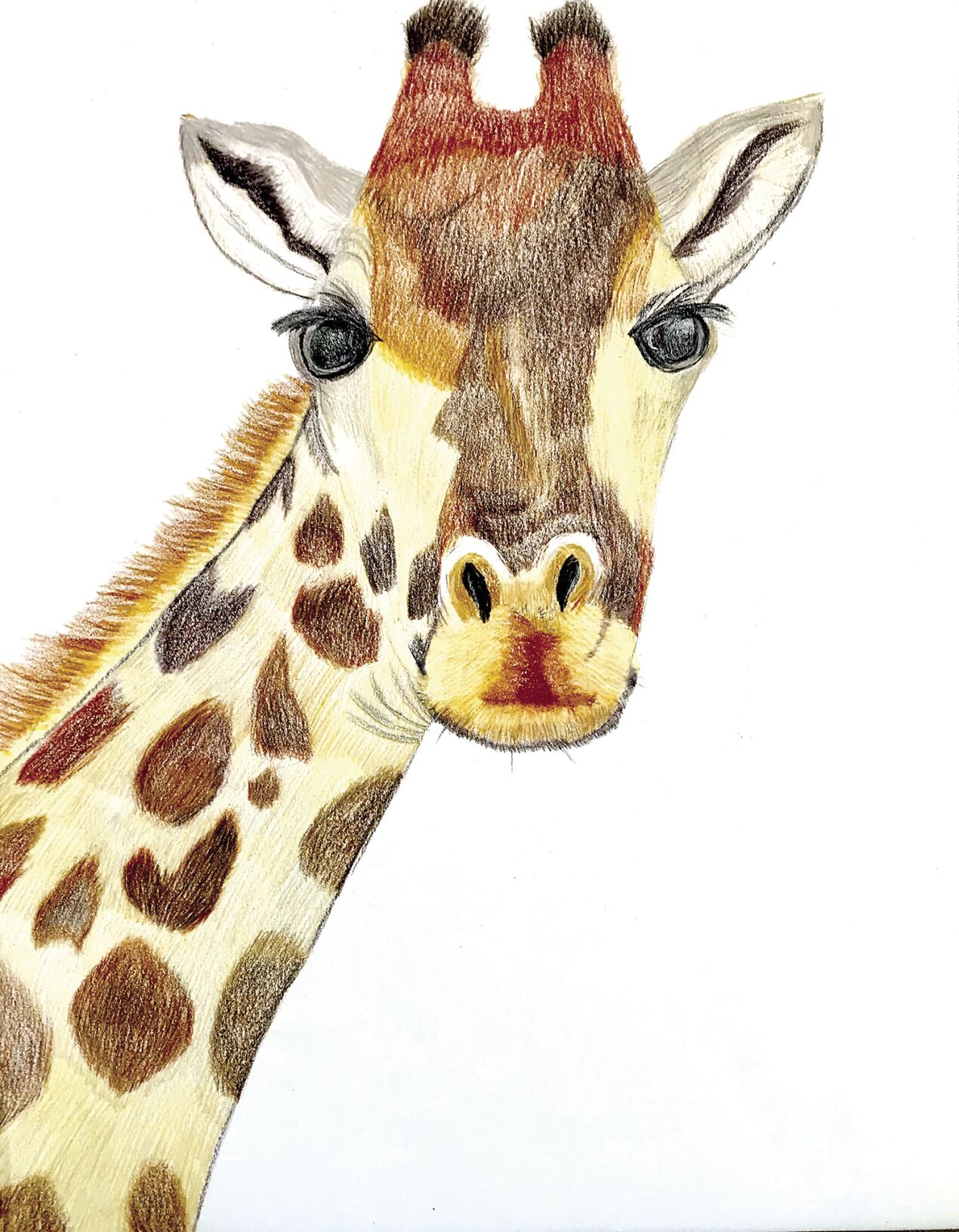 Pencil Giraffe